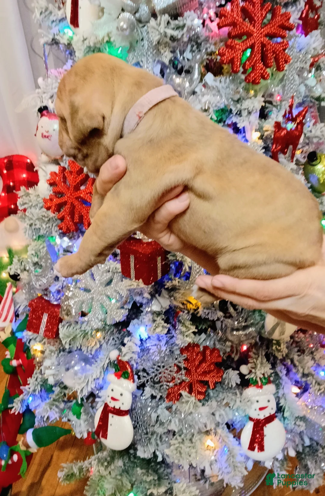 Olde English Bulldogge dogs for sale: Olde English Bulldogge Puppy 7 - Ad 3