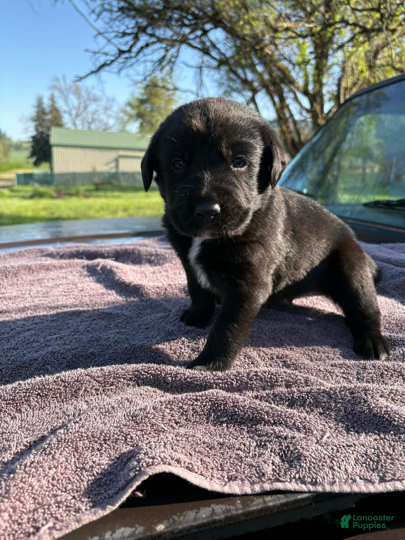 Mixed Breed dogs Mixed Breed Puppy 5 - Ad 4
