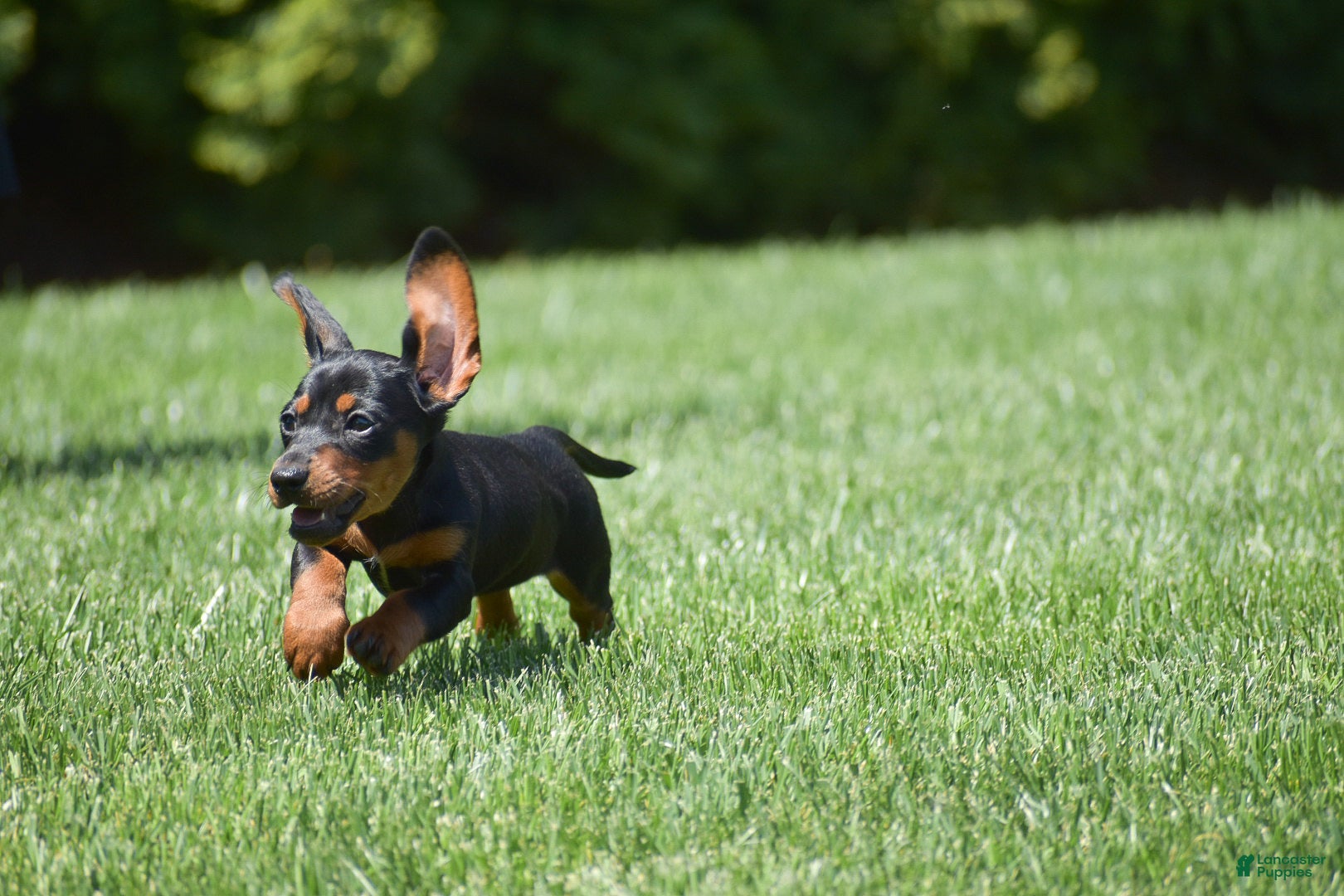 Miniature Dachshund dogs Nicole - Ad 2