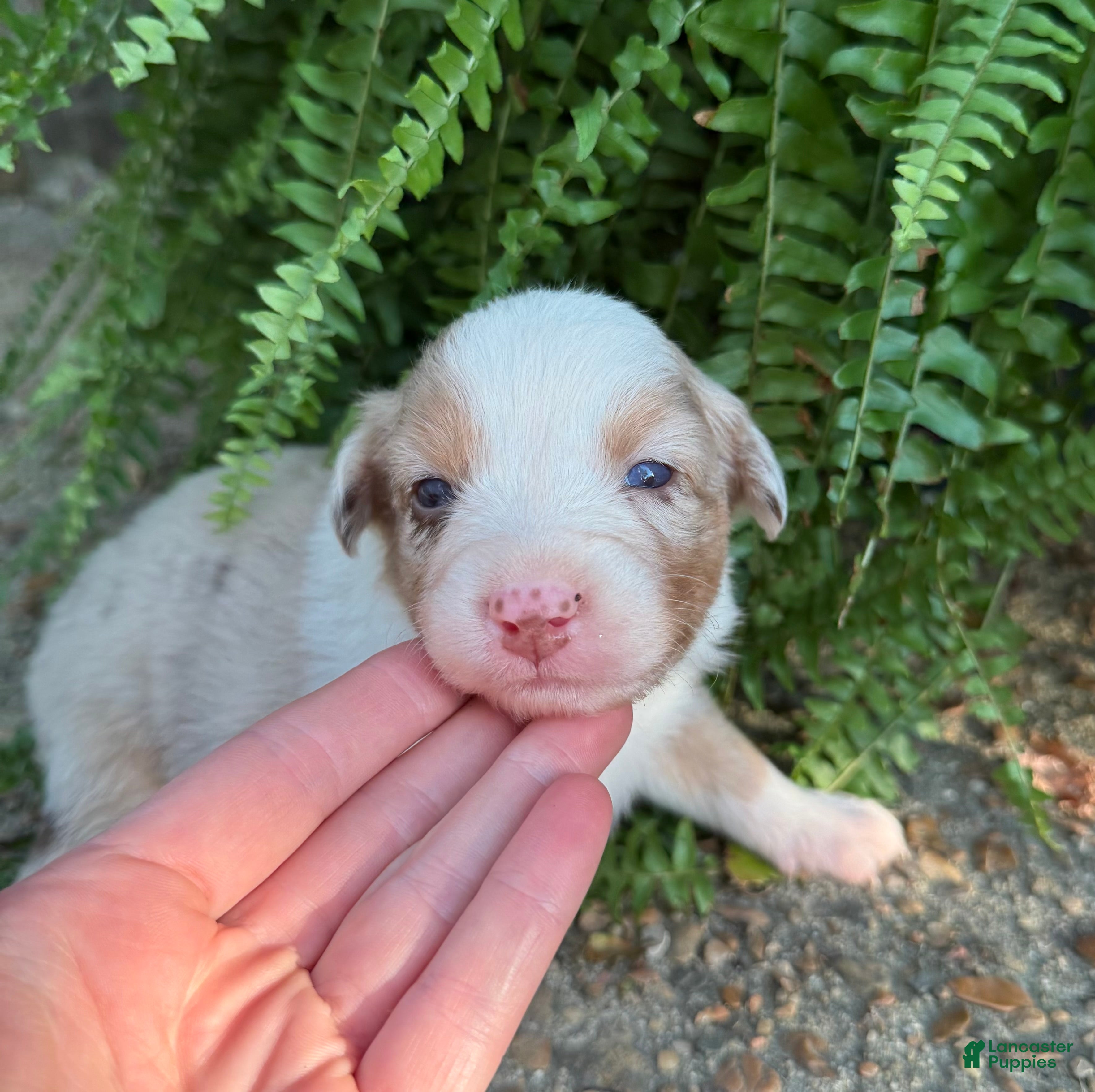 Australian Shepherd dogs Cookie  - Ad 2