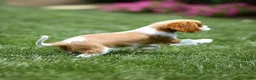 Cavalier King Charles Spaniel dogs for sale: Allen Cavalier King Charles Spaniel Puppy  - Ad 22