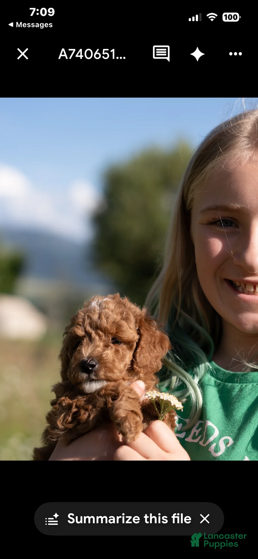 Mini Goldendoodle dogs for sale: Mini Goldendoodle 4 Riley twin to Ramsey - Ad 2