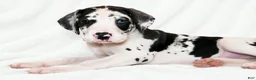 Great Dane dogs for sale: Makani - Ad 7