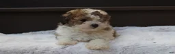 Miniature Poodle dogs for sale: Hallie - Ad 5