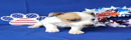 Jack Russell Terrier dogs for sale: Jax purebred JRT - Ad 5