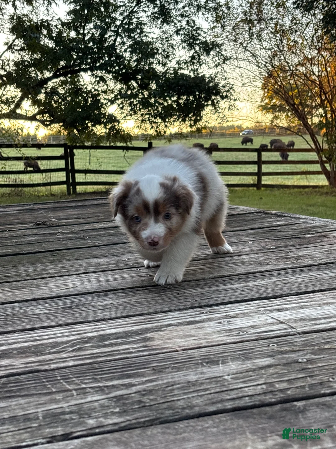 Australian Shepherd dogs for sale: Australian Shepherd 6 - Ad 2