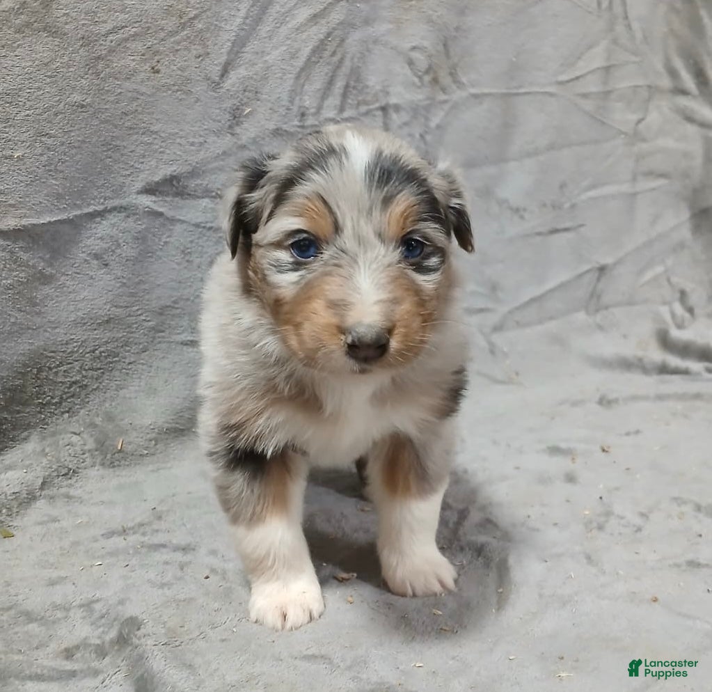 Australian Shepherd dogs Flynn - Ad 2