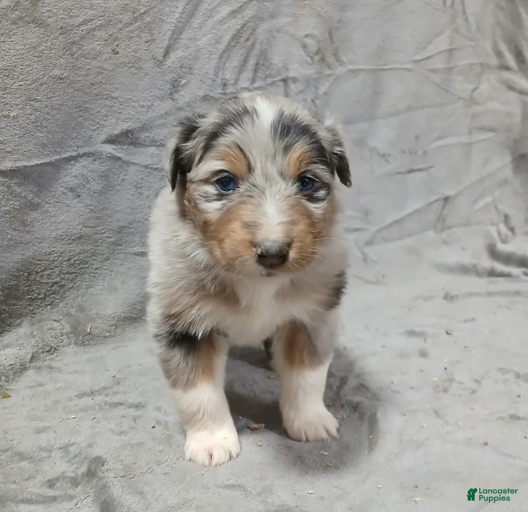Australian Shepherd dogs for sale: Flynn - Ad 2