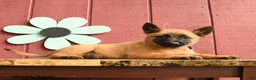 Belgian Malinois dogs for sale: Sparkle - Ad 5
