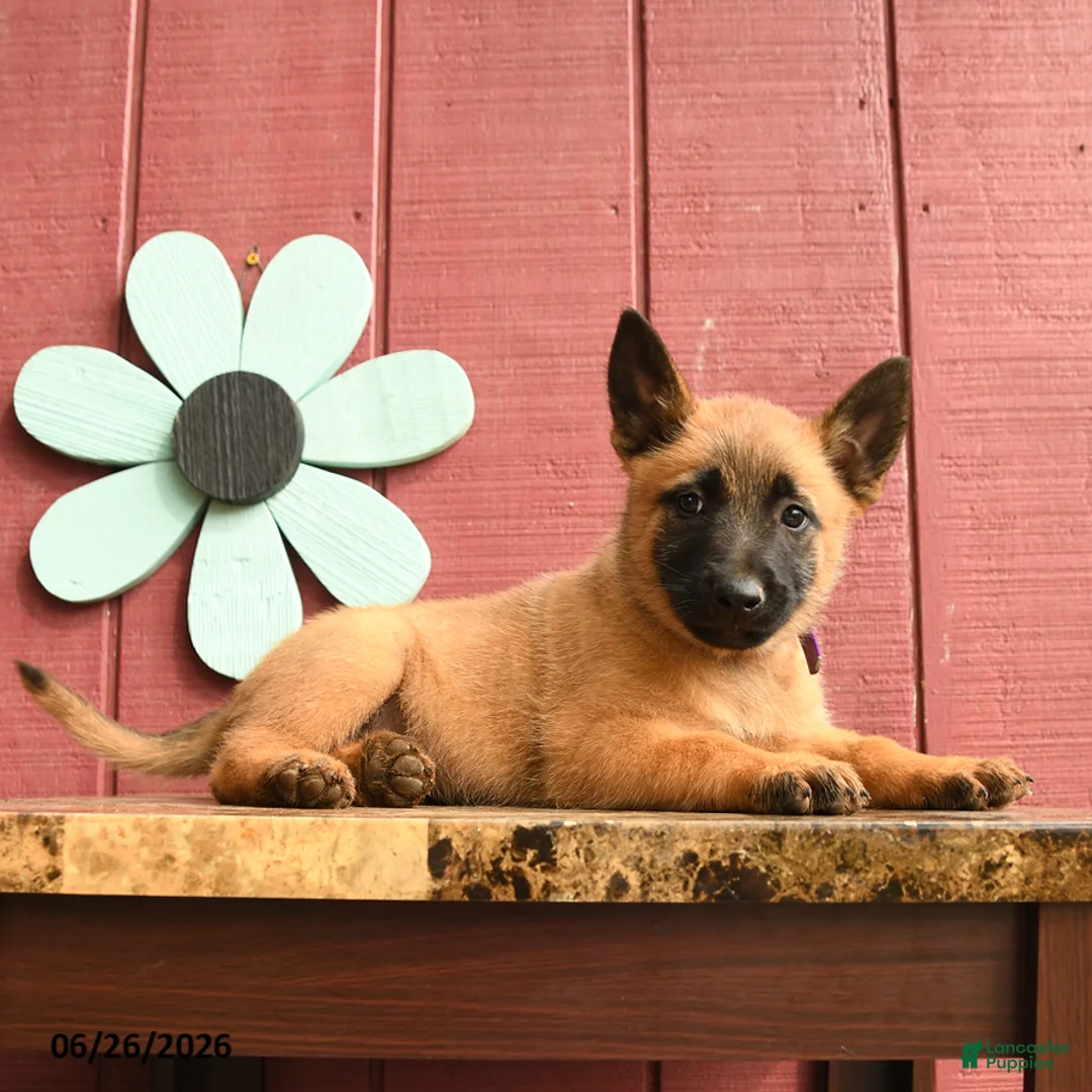 Belgian Malinois dogs for sale: Sparkle - Ad 5