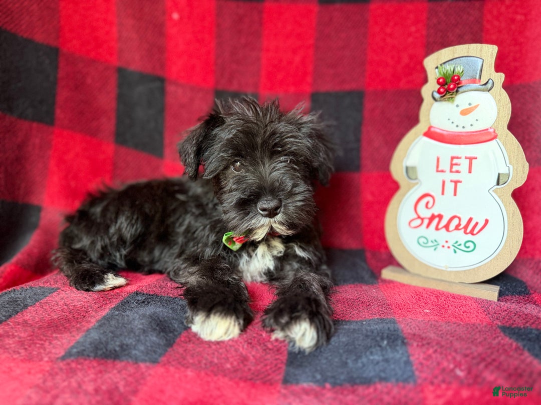 Miniature Schnauzer dogs for sale: Rudolf  - Ad 6