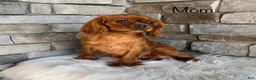 Cavapoo dogs for sale: Jocelyn - Ad 7
