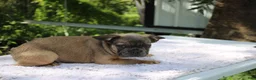 French Bulldog dogs for sale: FOZZIE BEAR -FLUFFY CARRIER (bottle baby) - Ad 4