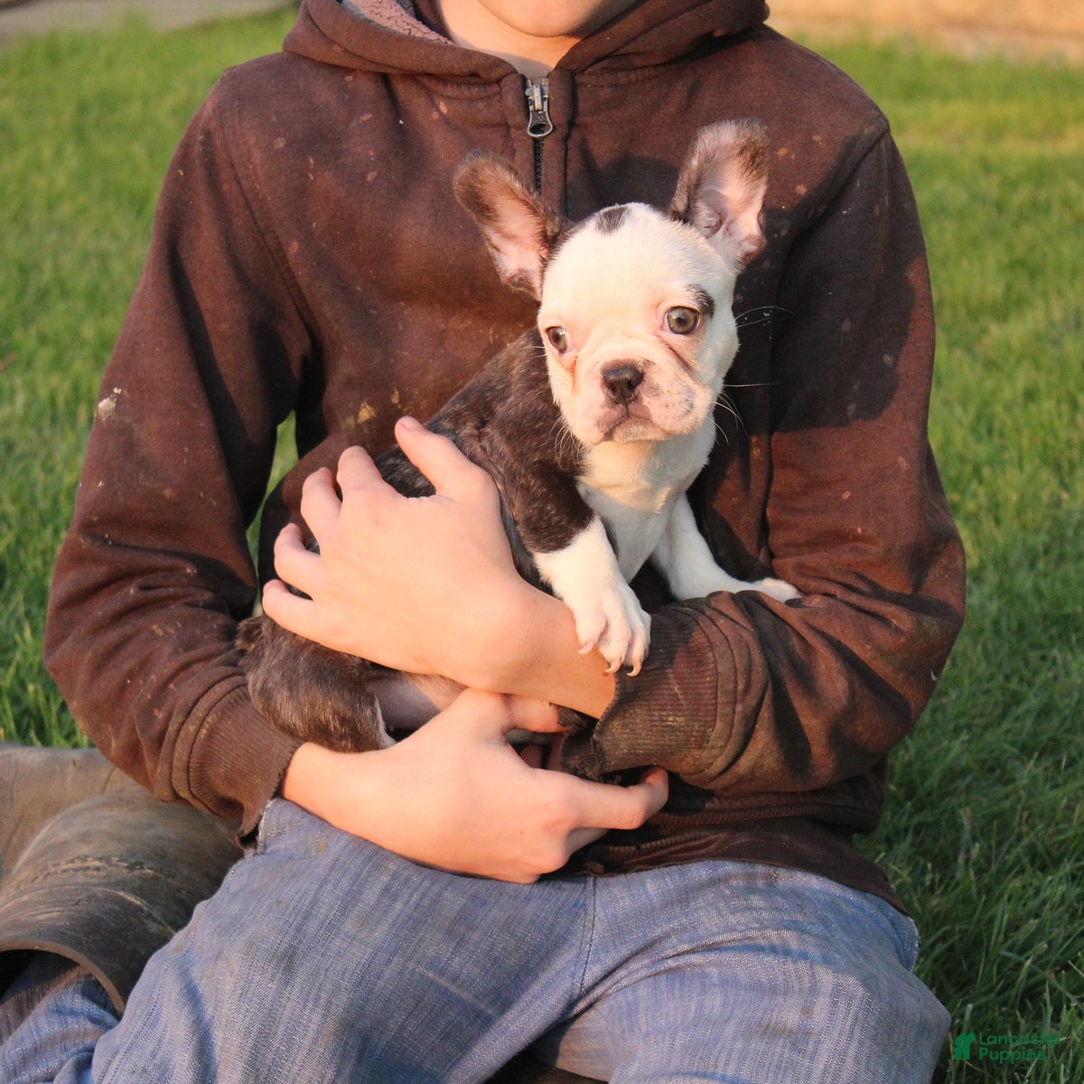 French Bulldog dogs Hazel - Ad 2