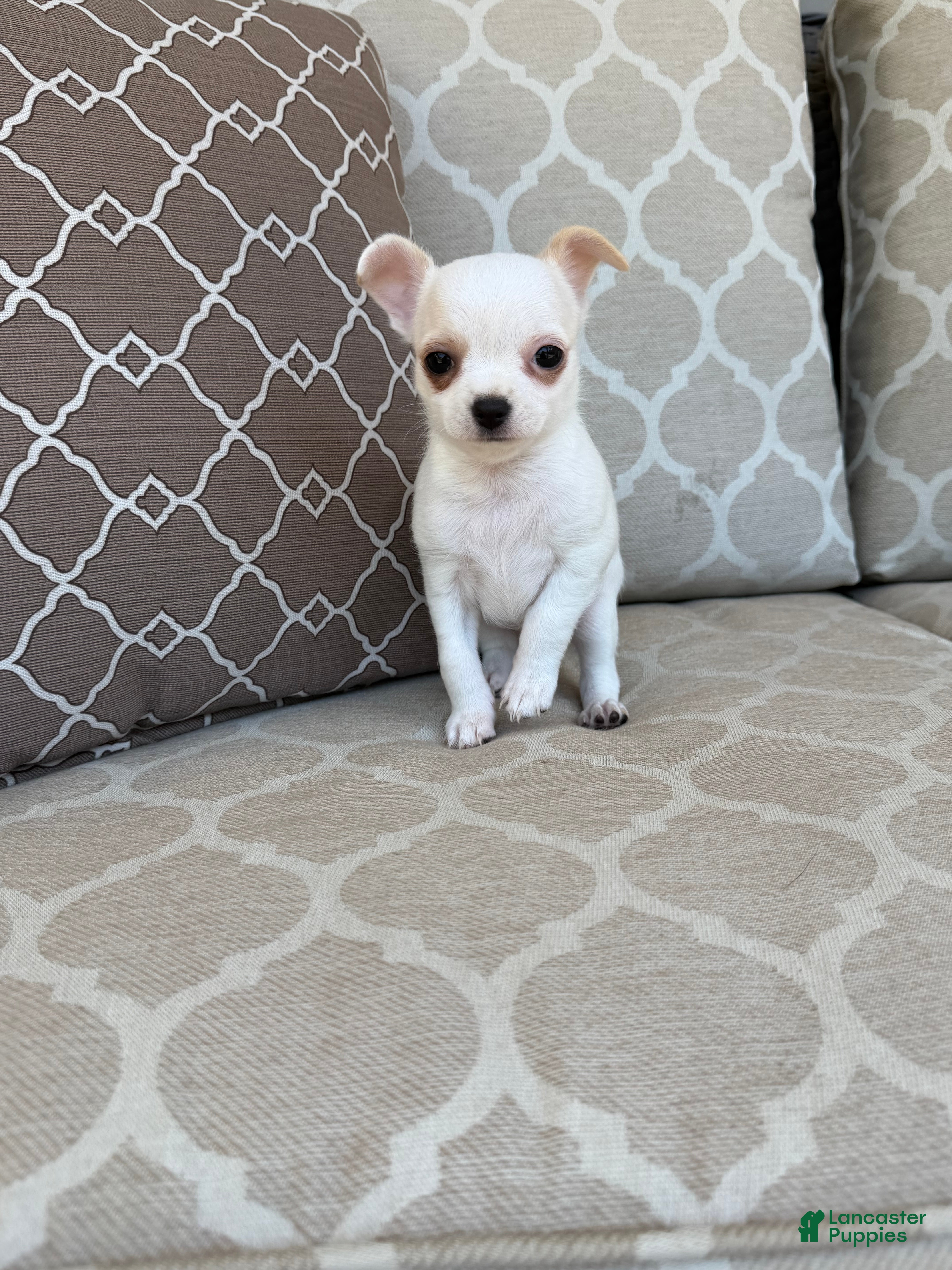Chihuahua dogs Princess  - Ad 1