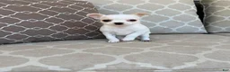 Chihuahua dogs for sale: Princess  - Ad 1