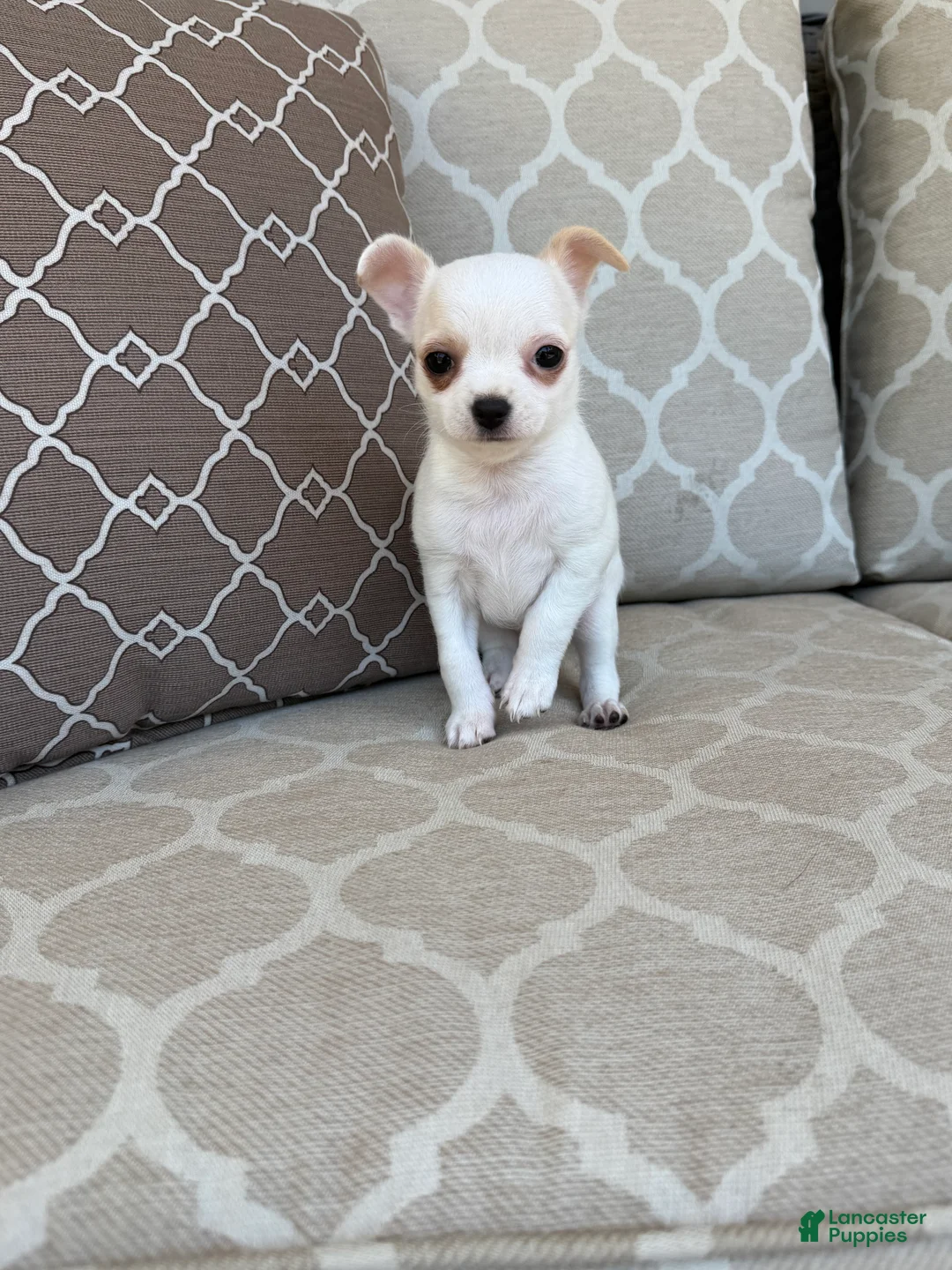 Chihuahua dogs for sale: Princess  - Ad 1