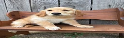 Golden Retriever dogs for sale: Duke - Ad 9