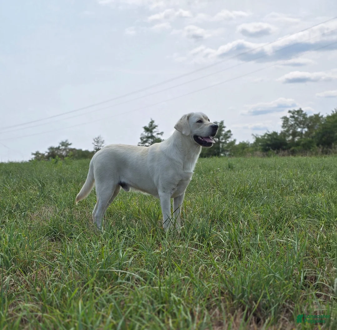 Labrador Retriever dogs for sale: Labrador Retriever Puppy 1 - Ad 1