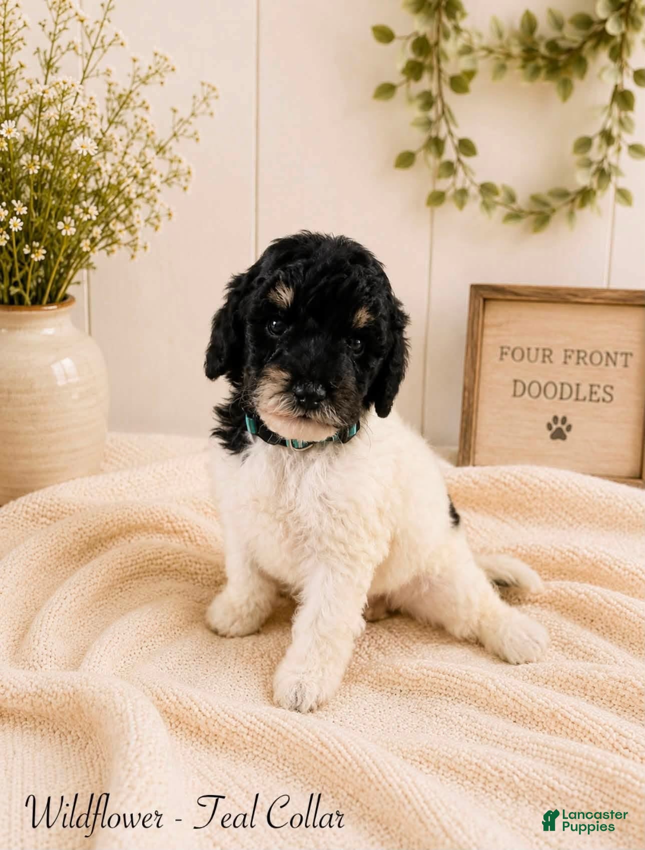 Bernedoodle dogs Bernedoodle 8 - Ad 1