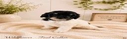 Bernedoodle dogs for sale: Bernedoodle 8 - Ad 1