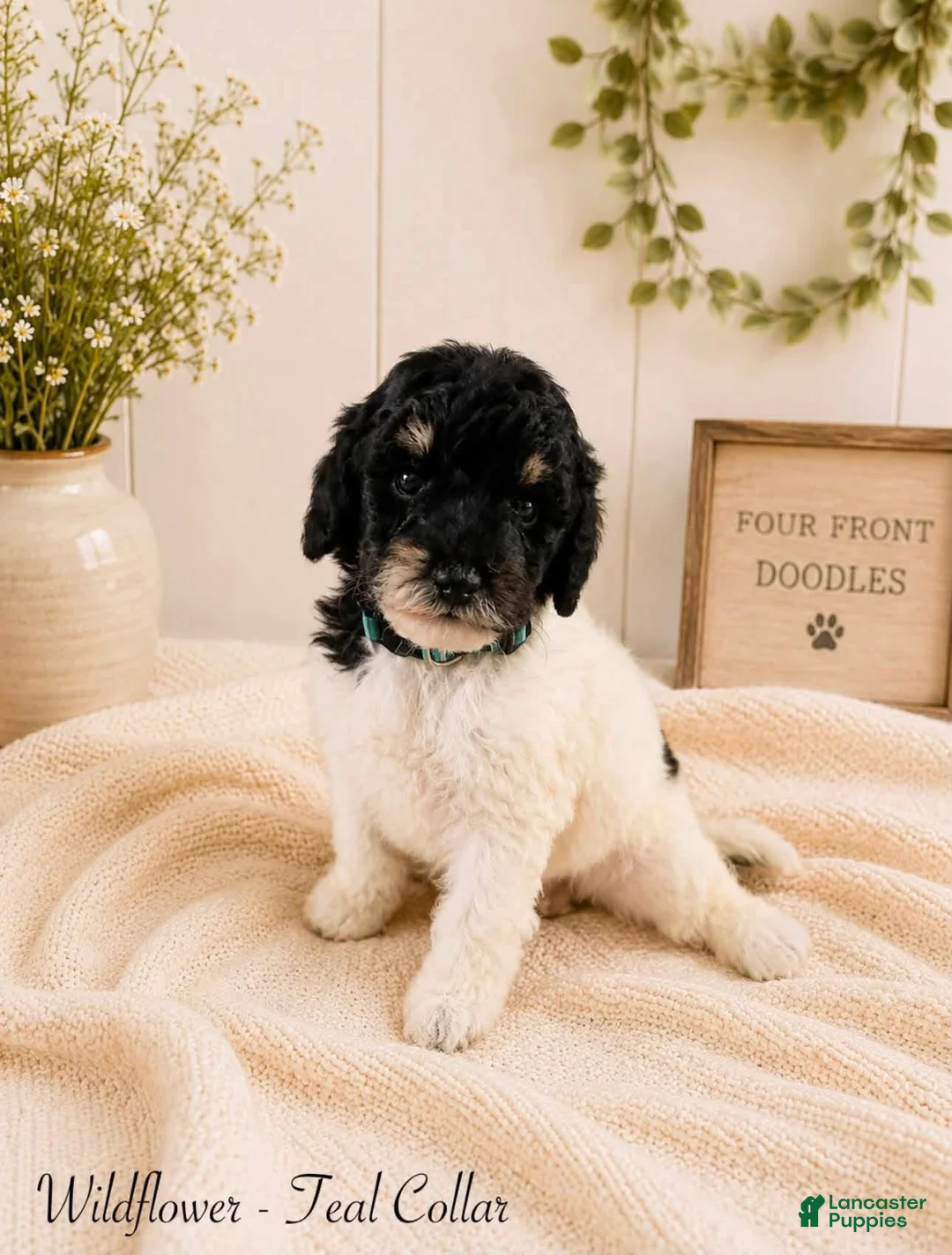 Bernedoodle dogs for sale: Bernedoodle 8 - Ad 1