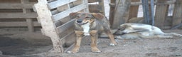 Mixed Breed dogs for sale: Dragon Tiscar Farm Dog - Ad 20