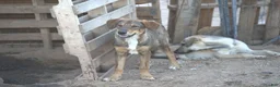 Mixed Breed dogs for sale: Dragon Tiscar Farm Dog - Ad 22