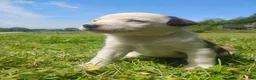 Mixed Breed dogs for sale: Mixed Breed Puppy 3 - Ad 3