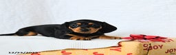 Miniature Dachshund dogs for sale: Midnight - Ad 5