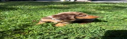Dachshund dogs for sale: Ranger - Ad 3