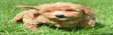 Daisy Mini Goldendoodle 4
