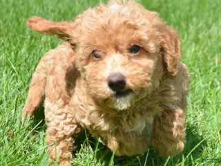 Mini Goldendoodle dogs Daisy Mini Goldendoodle 4 - Ad 10