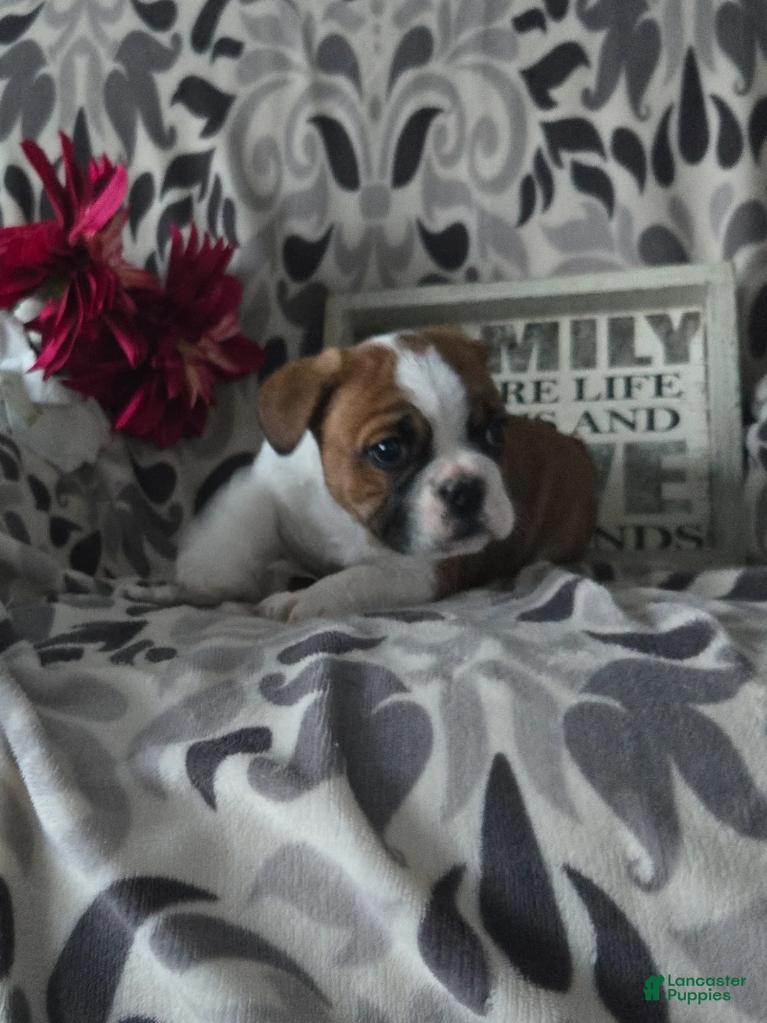 Mixed Breed dogs for sale: Charles - Ad 5