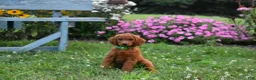 Standard Poodle dogs for sale: Emmy moyen  - Ad 6