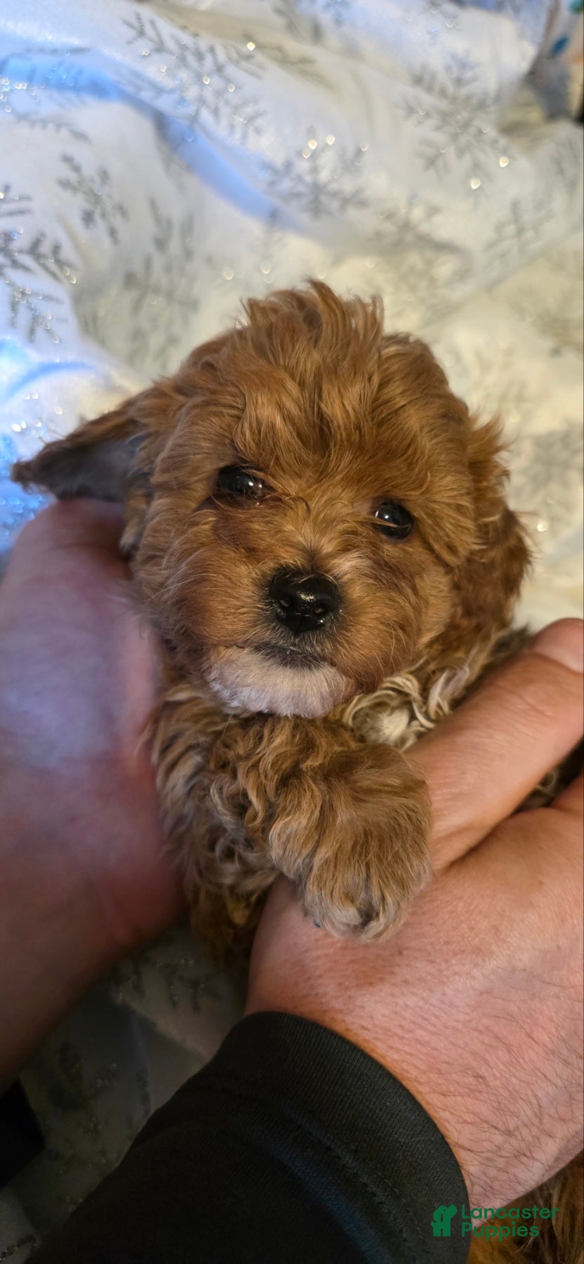 Maltipoo dogs Maltipoo Puppy 5 - Ad 12