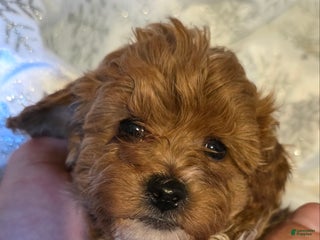 Maltipoo dogs Maltipoo Puppy 5 - Ad 12