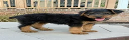 Airedale Terrier dogs for sale: AKC Juke - Ad 3
