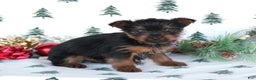 Yorkshire Terrier dogs for sale: Tessa - Ad 3