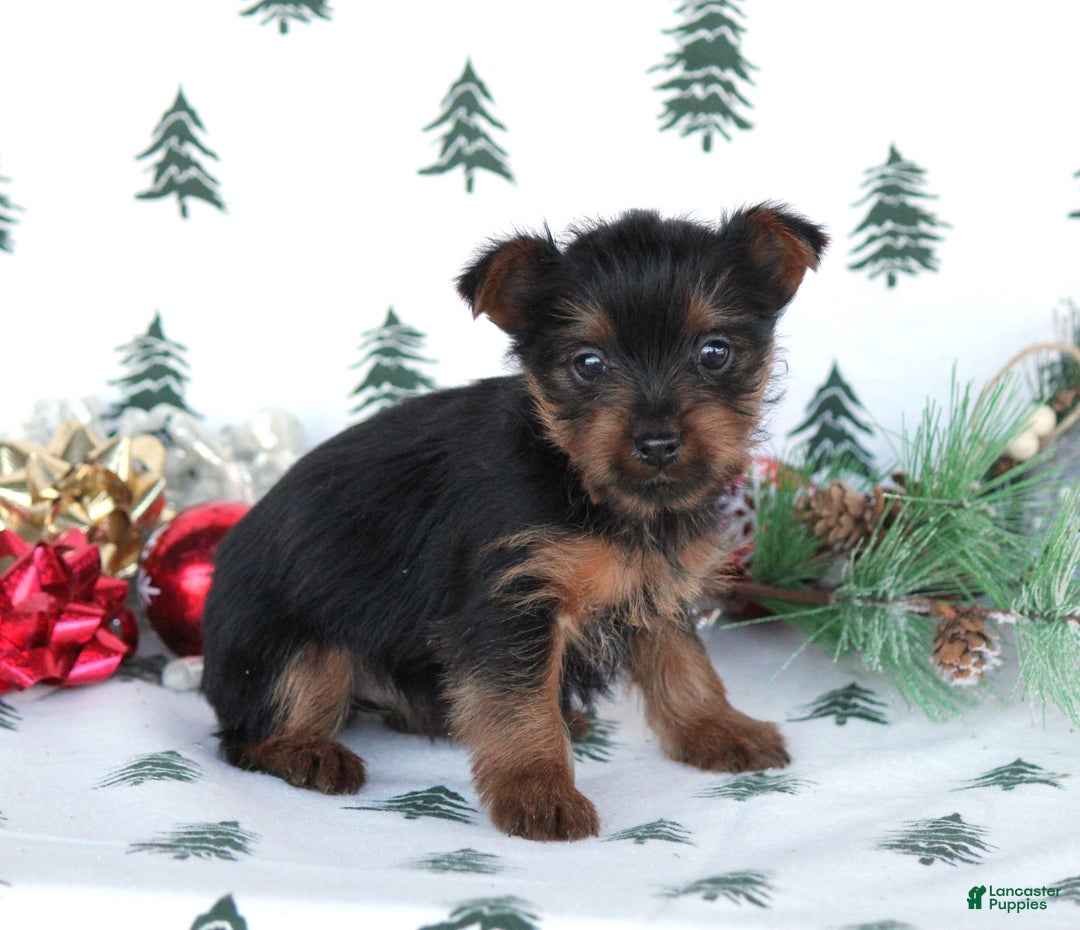 Yorkshire Terrier dogs for sale: Tessa - Ad 3