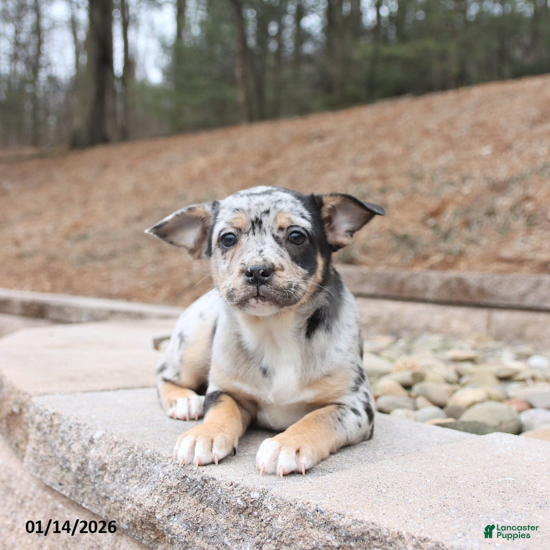 Mixed Breed dogs for sale: Melody - Ad 1