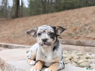 Mixed Breed dogs Melody - Ad 32