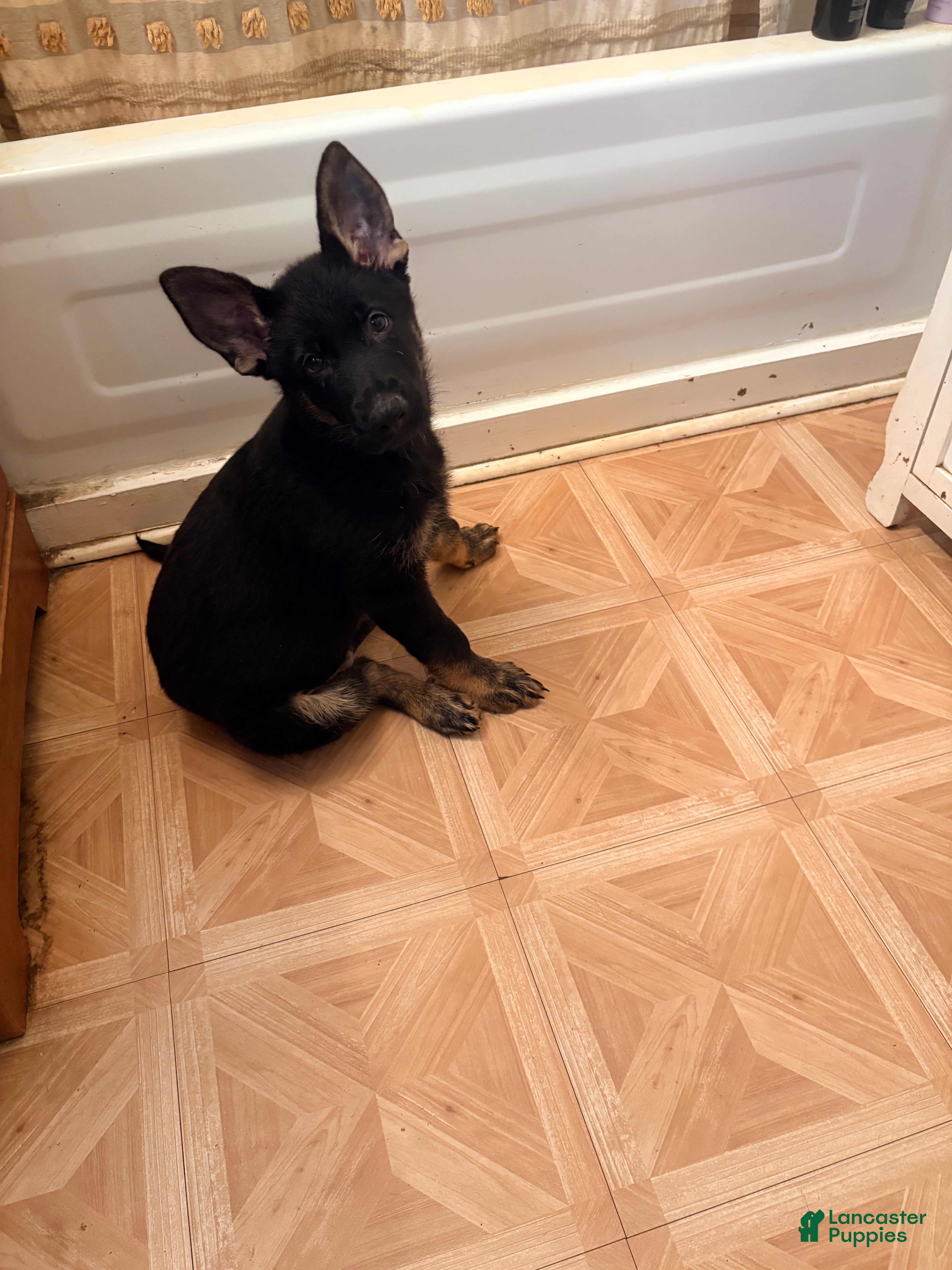 German Shepherd dogs Brown Collar  - Ad 2