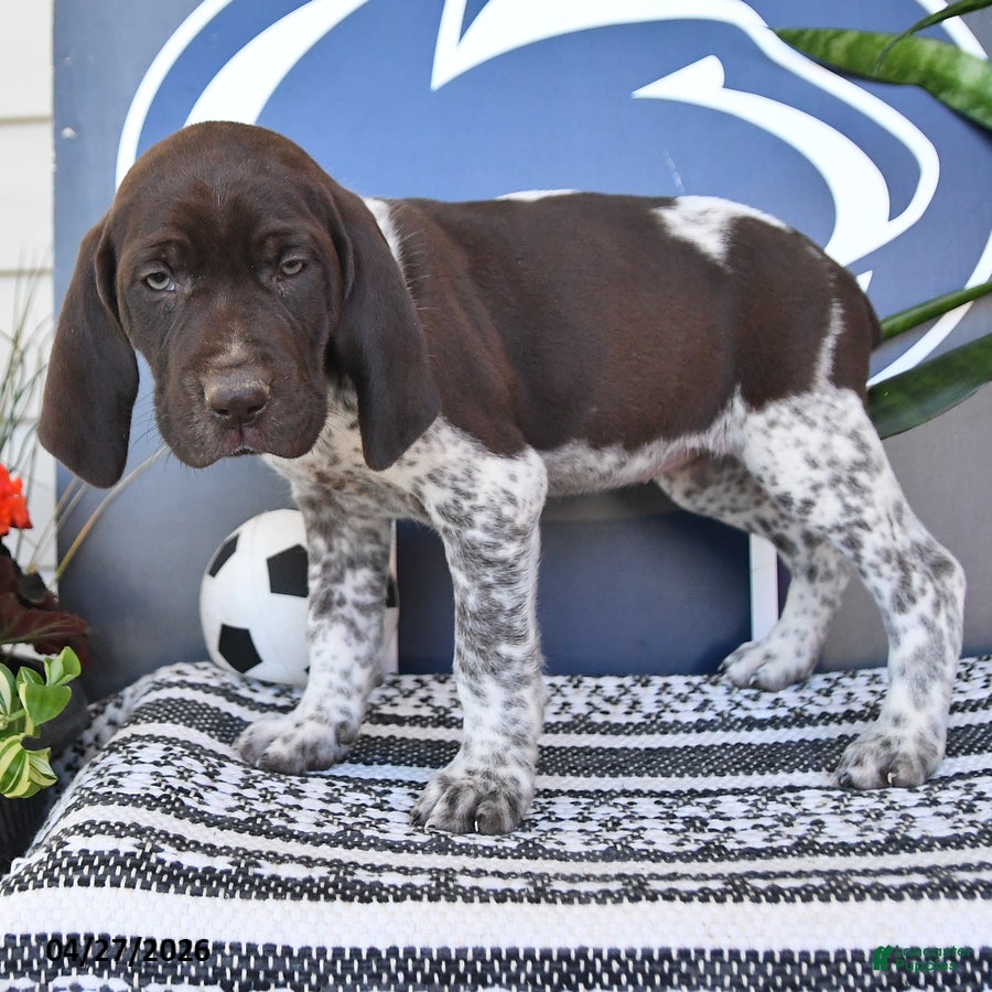 German Shorthaired Pointer dogs Clara - Ad 2