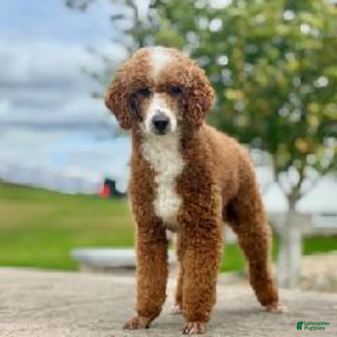 Labradoodle dogs for sale: Jester - Ad 6