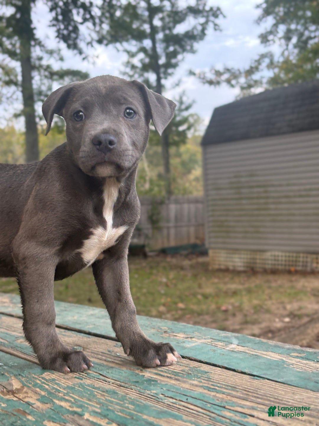 American Bully dogs for sale: Dream - Ad 2