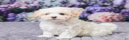 Maltipoo dogs for sale: Cody - Ad 2