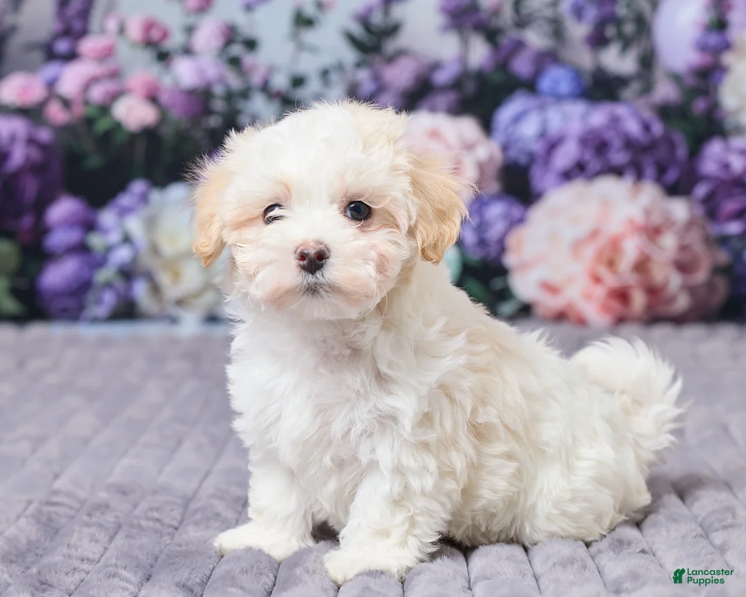 Maltipoo dogs for sale: Cody - Ad 2