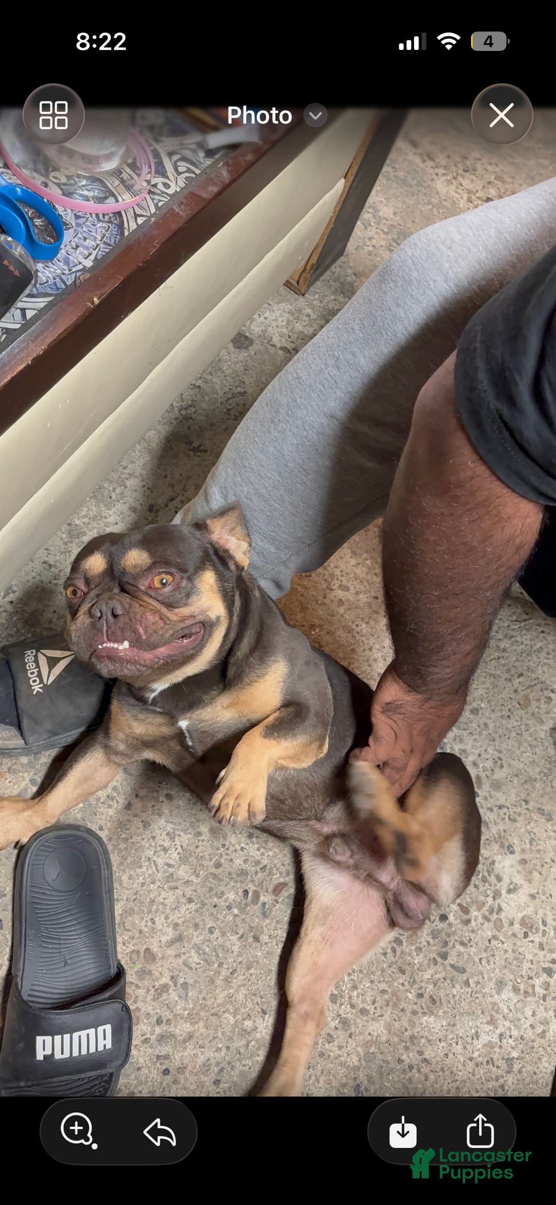 French Bulldog dogs for sale: French Bulldog Puppy 6 - Ad 3