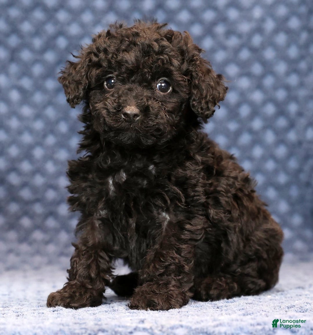 Miniature Poodle dogs for sale: Freya - Ad 2